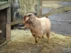 cashmerefarm_billygoat02_lg.jpg (164kb)