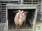 cashmerefarm_billygoat03_lg.jpg (151kb)