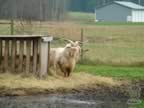 cashmerefarm_goat01_lg.jpg (149kb)