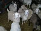 cashmerefarm_goats01_lg.jpg (115kb)