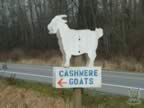 cashmerefarm_sign01_lg.jpg (100kb)