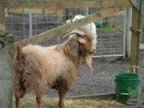 cashmerefarm_billygoat01_lg.jpg (145kb)