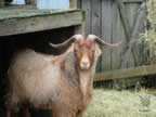 cashmerefarm_goat02_lg.jpg (136kb)