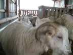 cashmerefarm_goats02_lg.jpg (71kb)