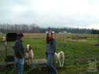 cashmerefarm_goats06_lg.jpg (94kb)