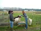 cashmerefarm_goats08_lg.jpg (131kb)