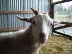 cashmerefarm_queengoat02_lg.jpg (104kb)